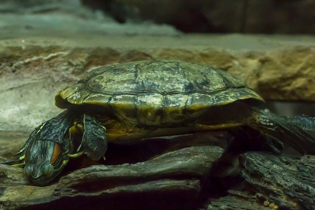 Rot-eared Schieber im Zoo