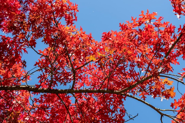 Rot gefärbtes Herbstlaub der Eiche Quercus palustris