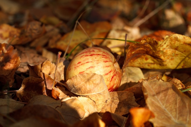 Rot-gelb gestreifter Apfel in einem verwelkten Laub bei Sonnenuntergang. Das Konzept des Herbstes als Erntezeit. Selektiver Fokus