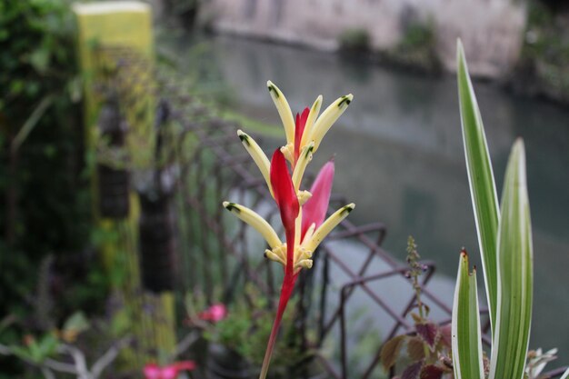 Rot-gelbe Blumen blühen im Garten