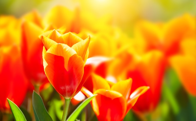 Rot-gelbe Tulpen im Morgensonnenlicht. Unscharfer Frühlingsblumenhintergrund