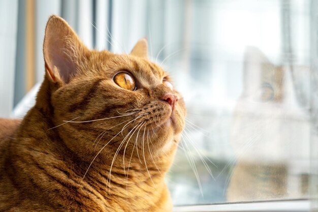 Rot gestreifte junge Hauskatze sitzt auf der Fensterbank
