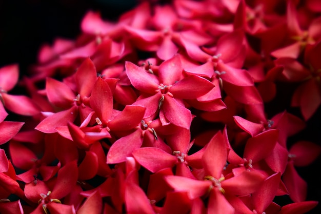 rot ixora coccinea