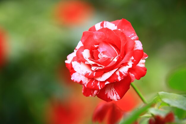 Rot mit weißer Rose, die im Garten blüht