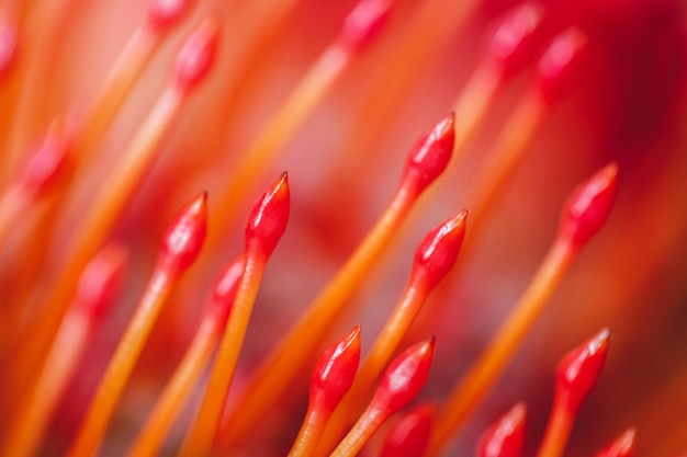 Rot orange Blume Pincushion Protea Nahaufnahme Makro