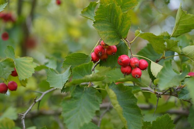 Rot orange reife Weißdornbeeren verzweigt sich mit Trauben zwischen grün geschnitzten Blättern am Baum im Sommerwald Harvest Closeup