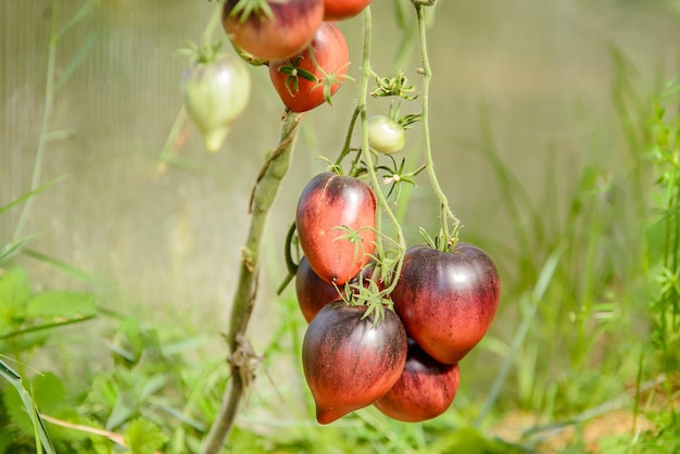 rot-schwarze Eiertomaten wachsen auf einem Ast in einem Gewächshaus