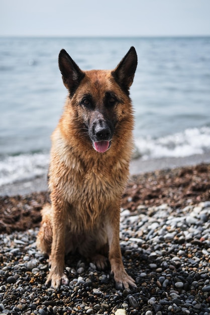 Rot-schwarzer schöner Deutscher Schäferhund sitzt am Kiesstrand