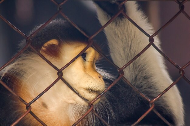 Foto rot-shanked douc langur im zoo.