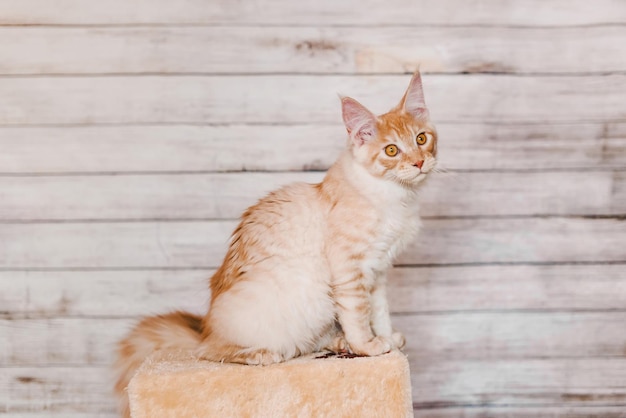 Rot-Silber-Tabby-Maine-Coon-Kätzchen