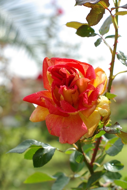 Rot und gelb gefärbte Rose in einem Garten an einem sonnigen Tag