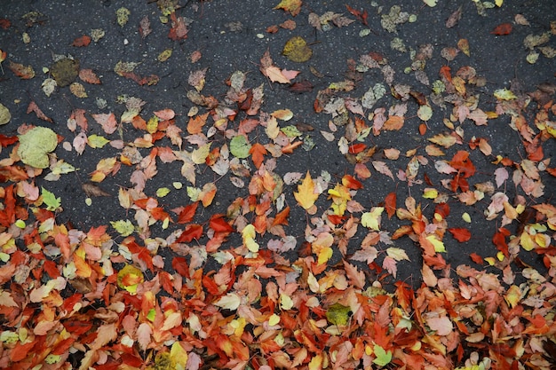 Rot und orange Herbstlaub Hintergrund OutdoorColorful Hintergrundbild von gefallenen Herbstlaub perfekt für den saisonalen Einsatz