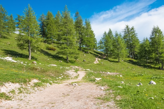 Rota de trekking no Parque Nacional Dachstein, Áustria. Montanhas alpinas distantes e floresta verde. Céu azul em dia de verão