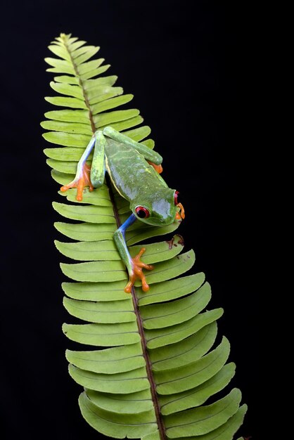 Rotäugige Laubfrösche auf Blatt