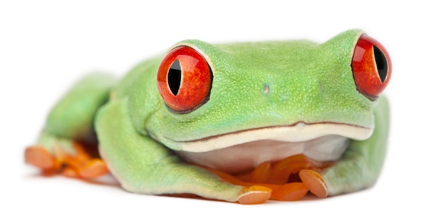 Rotäugiger Baumfrosch Agalychnis callidryas vor weißem Hintergrund