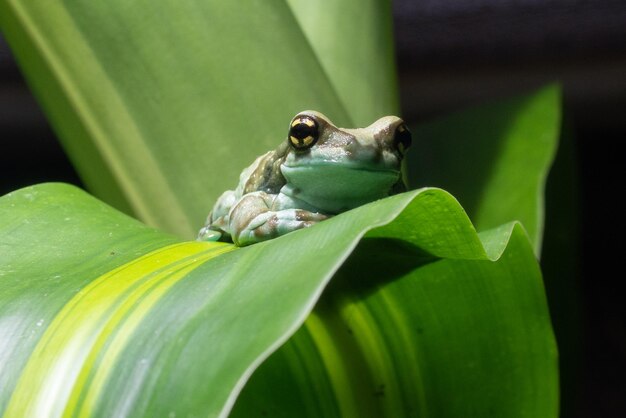 Rotäugiger Baumfrosch agalychnis callidryas