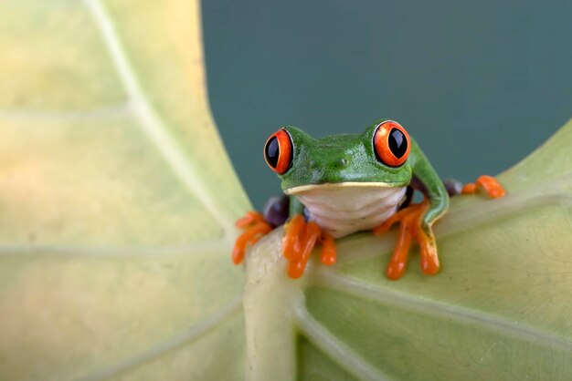 Foto rotäugiger baumfrosch auf einem blatt