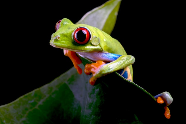 Rotäugiger Laubfrosch, der an einem Blatt hängt