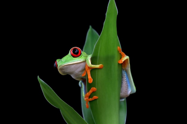 Rotäugiger Laubfrosch, der auf grünen Blättern sitzt