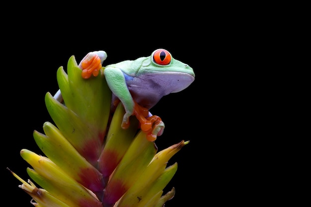 Rotäugiger Laubfrosch in Nahaufnahme auf Blume