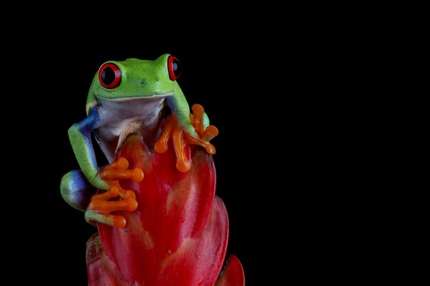 Rotäugiger Laubfrosch Nahaufnahme auf Blättern, Rotäugiger Laubfrosch (Agalychnis callidryas) Nahaufnahme auf Ast