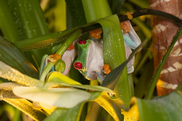 Rotäugiger Laubfrosch schwingt am Stamm der Orchideen