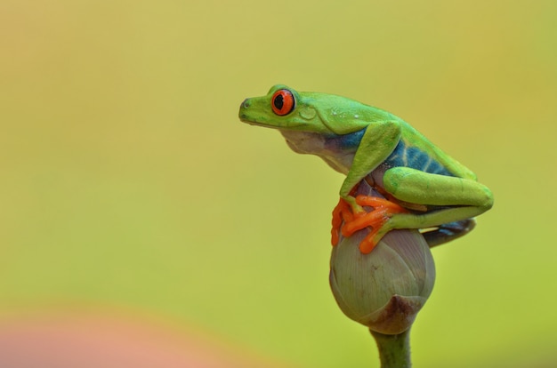 Rotäugiger Laubfrosch thront auf Lotusblumen