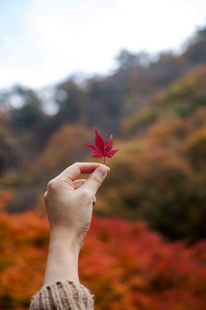 Rotahornblätter in der Herbstsaison