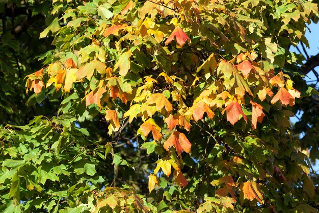 Rotahornlaub Herbst in der Herbstsaison, Nahaufnahme