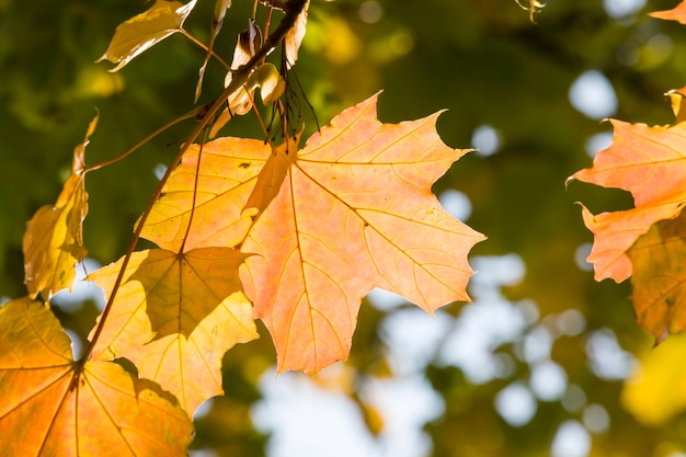 Rotahornlaub im Herbst