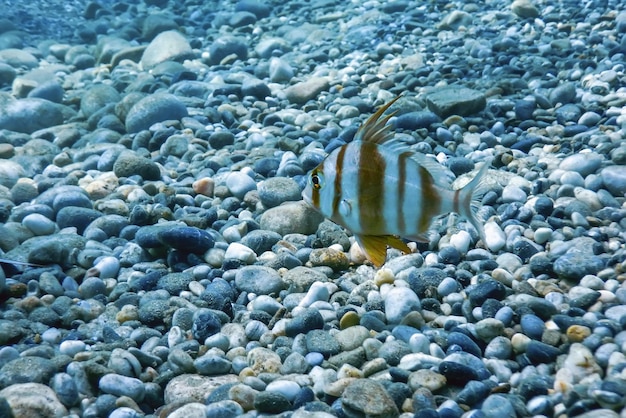 Rotbanded Seabream Underwater (Pagrus auriga) Unter dem Meer Schöner Fisch