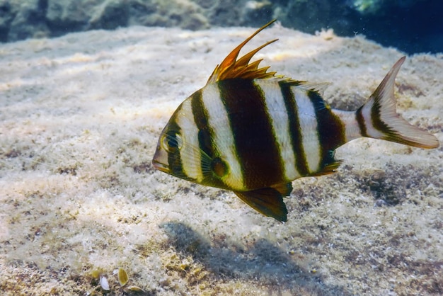 Rotbanded Seabream Underwater (Pagrus auriga) Unter dem Meer Schöner Fisch