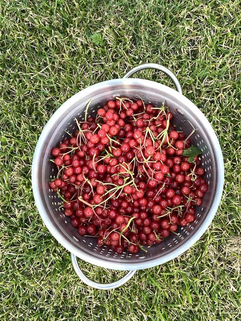 Rotbeeren-Viburnum in einem metallischen Topf auf einem Gras