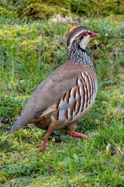 Rotbeinige Partie auf dem Boden im Gras