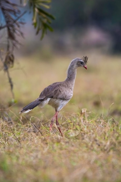 Rotbeinige Seriema Pantanal Brasilien