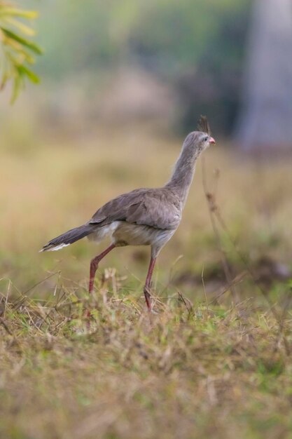 Rotbeinige Seriema Pantanal Brasilien