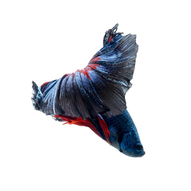 Rotblaue Kampffische