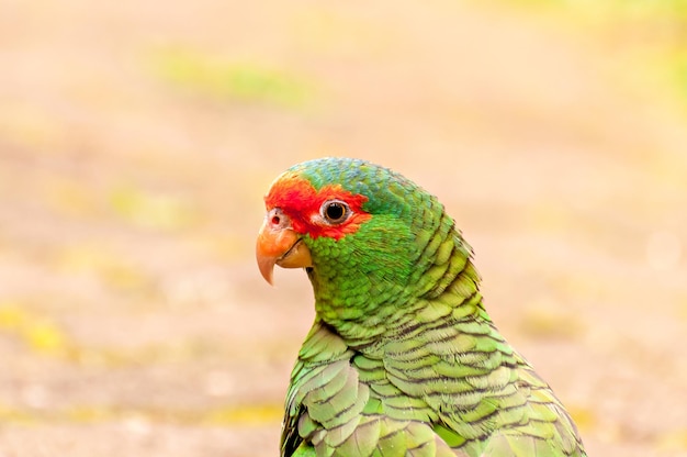 Rotbrillenamazone (Amazona pretrei), schöner Papagei im Süden Brasiliens