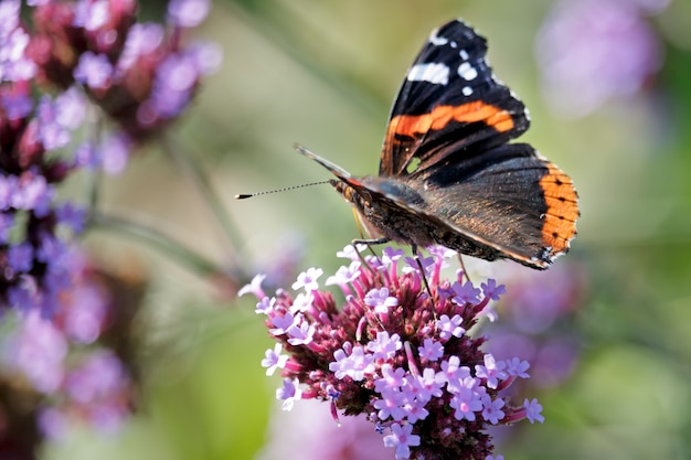 Rote Admiralin Vanessa Atalanta