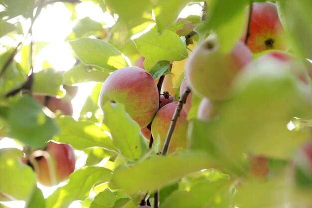 Rote Äpfel auf Apfelbaumast