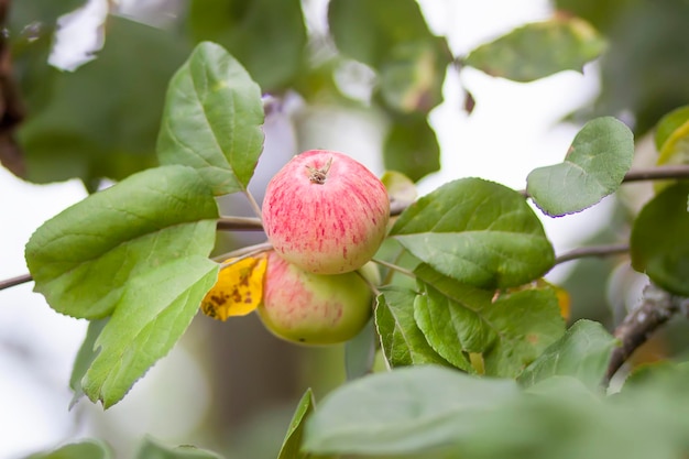 Rote Äpfel auf Ast im Sommergarten.