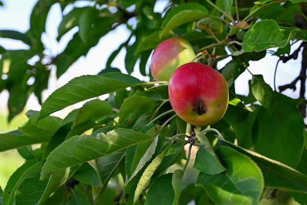 rote Äpfel im heimischen Garten