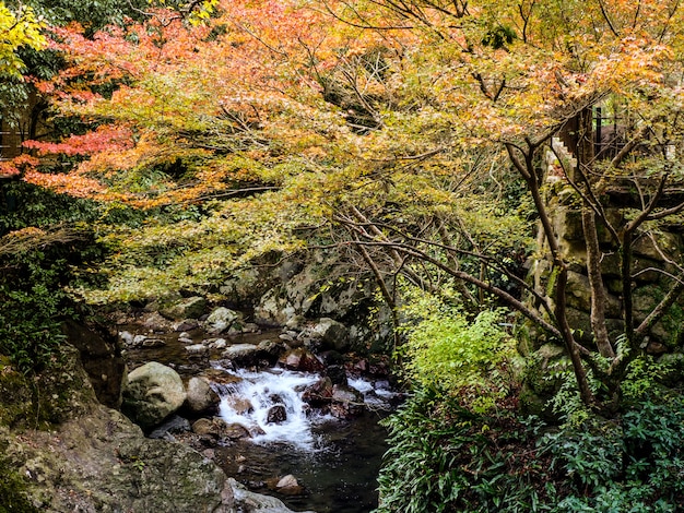 rote Ahornblätter auf dem Ahornbaum im Herbst