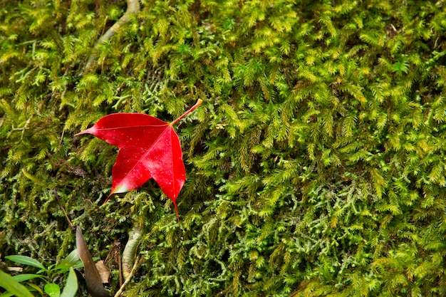 rote Ahornblätter auf grünem Mooshintergrund