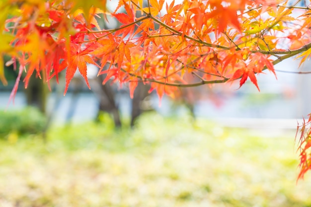 Rote Ahornblätter, die am Park in Kyoto blühen