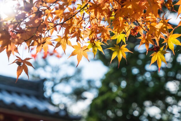 Rote Ahornblätter, die am Park in Kyoto blühen