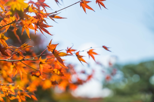 Rote Ahornblätter, die am Park in Kyoto blühen