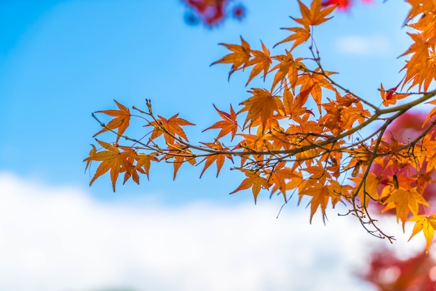 Rote Ahornblätter, die am Park in Kyoto blühen