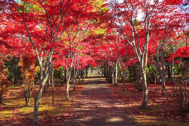 Rote Ahornblätter im Herbstsaisonhintergrund