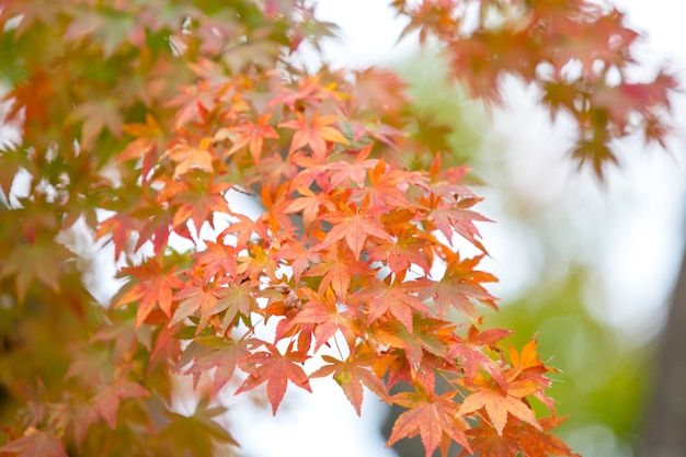 Rote Ahornblätter mit unscharfem Hintergrund. Japan Herbstsaison